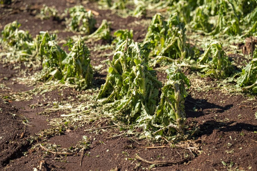 El Niño golpea al sector tabacalero: severa tormenta con granizo provocó pérdidas totales en Misiones