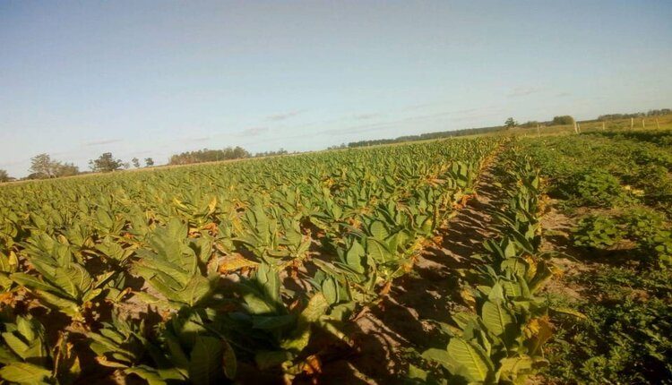 El 80 % de la producción de tabaco se habría perdido en Corrientes 2