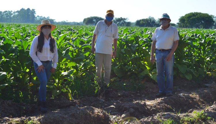 Manejo y conservación de suelos en la zona tabacalera 2