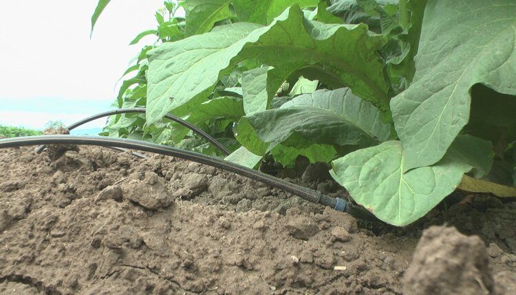 Propuestas para mejorar el aprovechamiento del riego por goteo en plantaciones tabacaleras 4