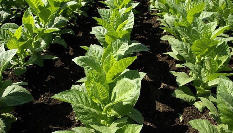plantacion de tabaco
